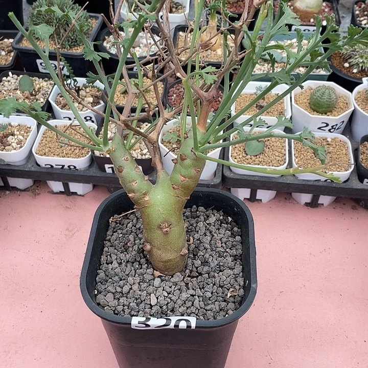 候***归320超大香水杨葵块根