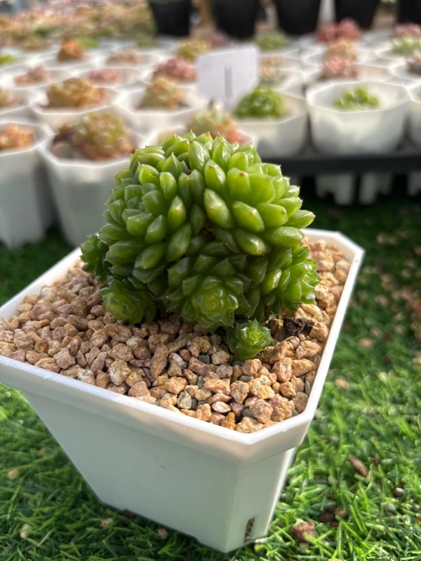 超大群生灯泡多肉植物防辐射好养室内