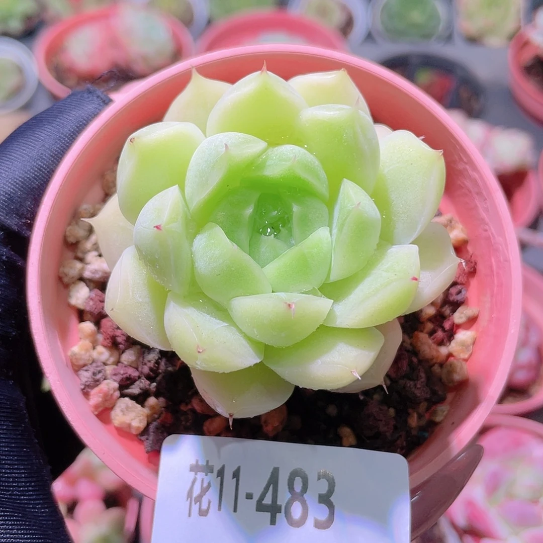 花利美11-483麦秆