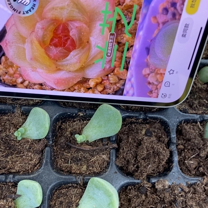 芝兰芽苗一个多肉