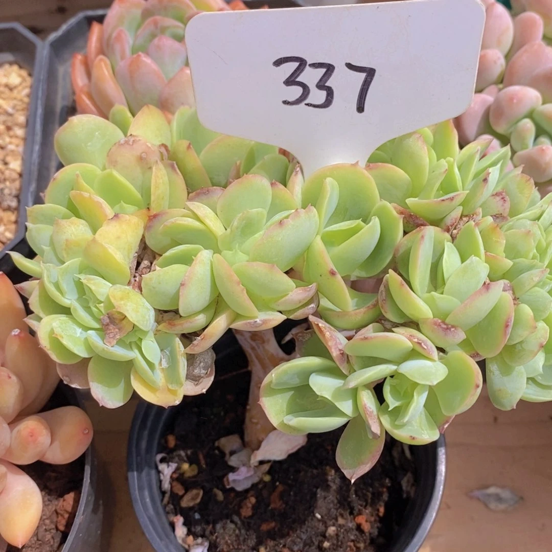 开心多肉，一物一拍，专场3