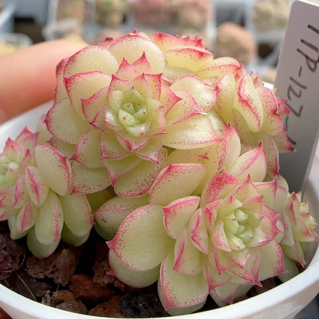 【闪购商品】0218-65（ttp-127-1）