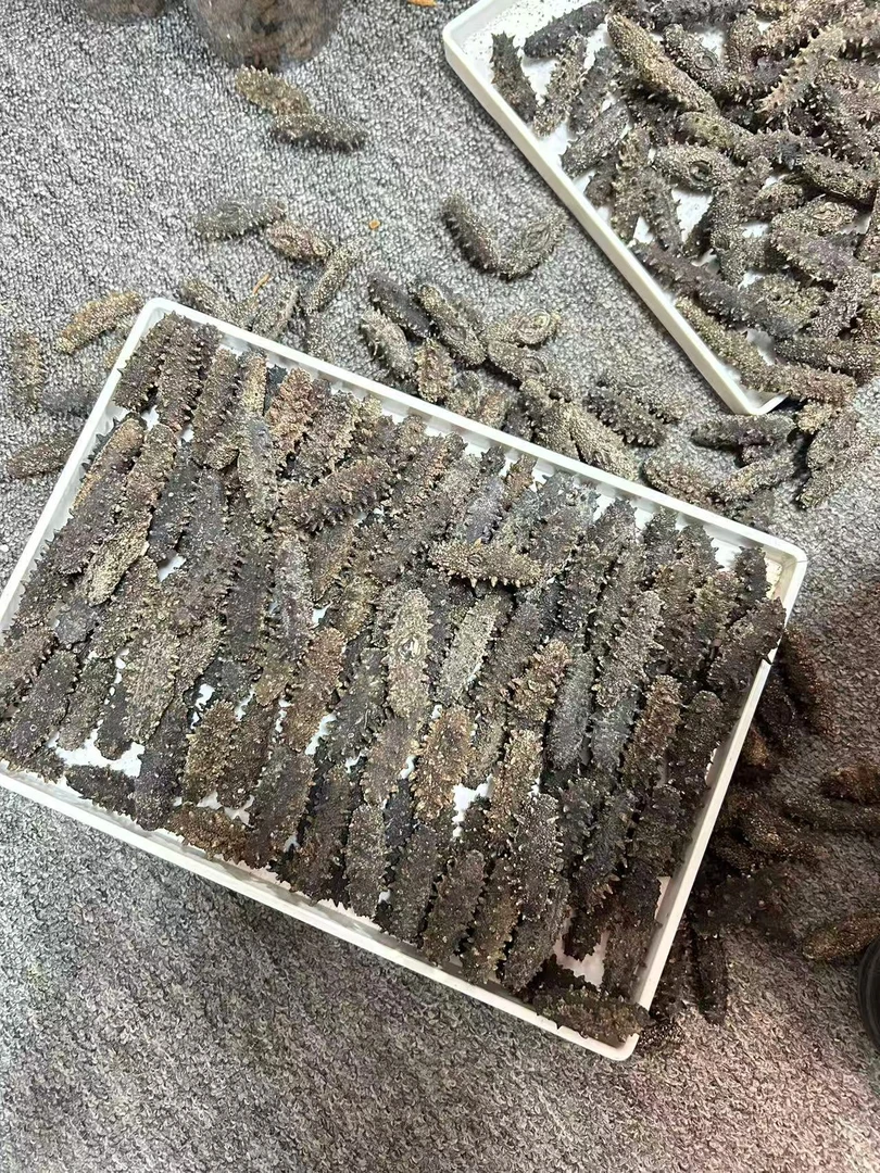 【飞飞精选】特价50头丑俄参