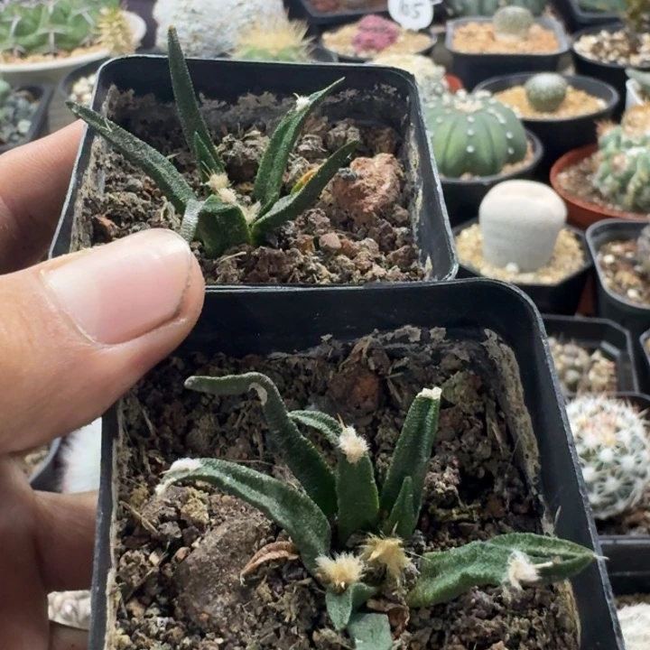 仁**水龙舌兰牡丹专拍仙人球