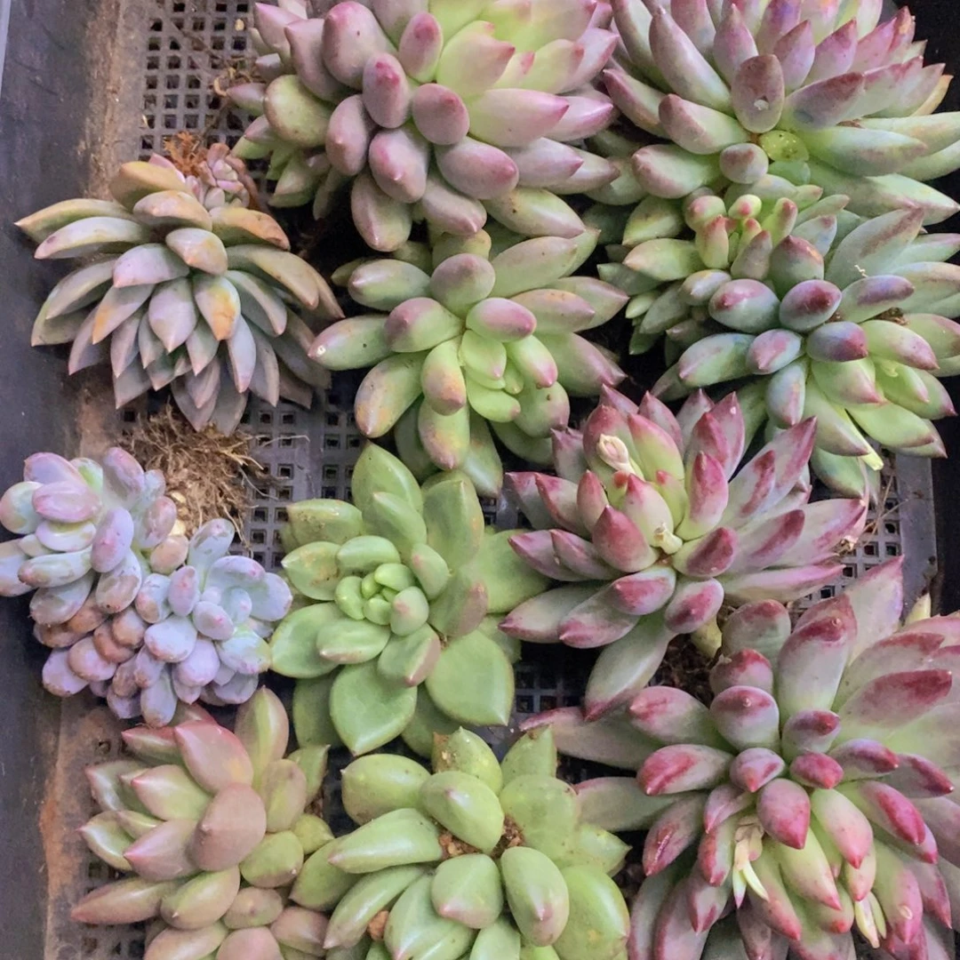 ****鱼多肉植物植物植物