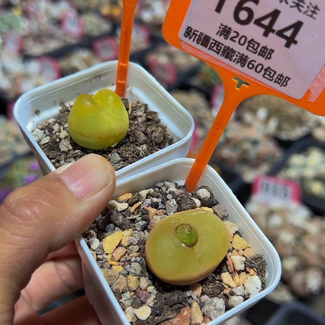 643.644 一物一拍，默认有伤，介意勿拍，不退不换