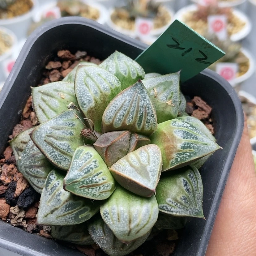 【闪购商品】212白羊座