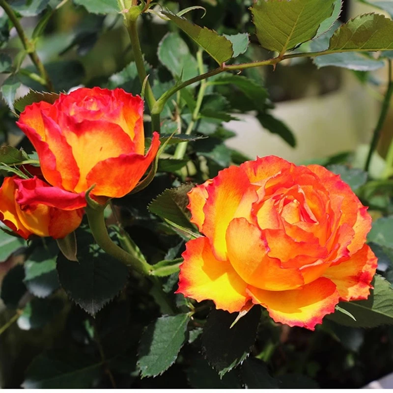 【火焰】1加仑盆月季花期带花苞发货花苗大花庭院四季盆栽花期长