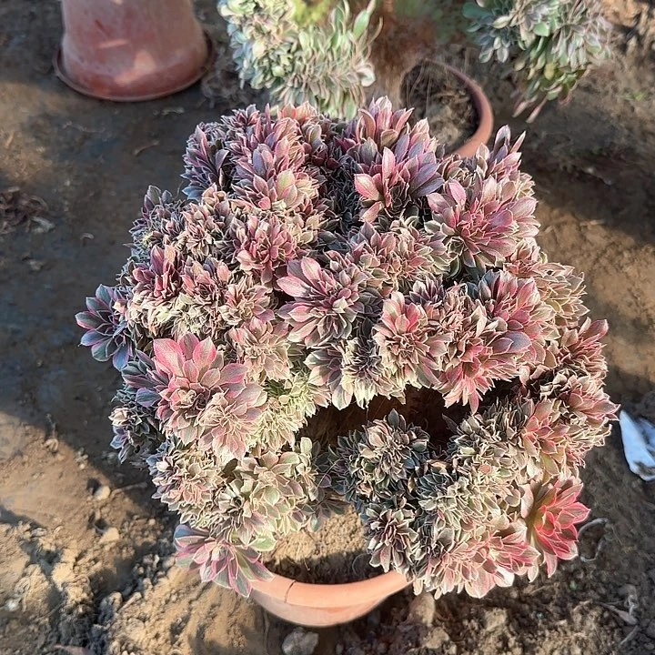 尔*缀话脱土发货缀话