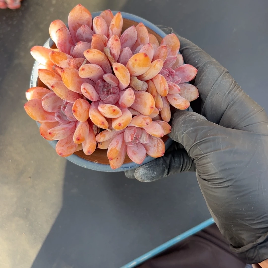 六头雪天使有砍已经发根00000