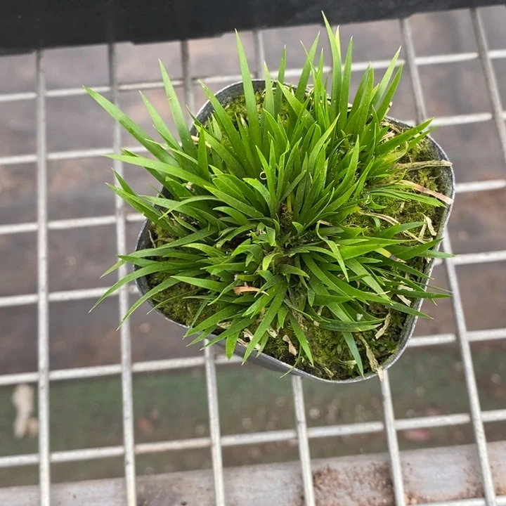 B***宝伯克利和格蕾纳等著名音乐