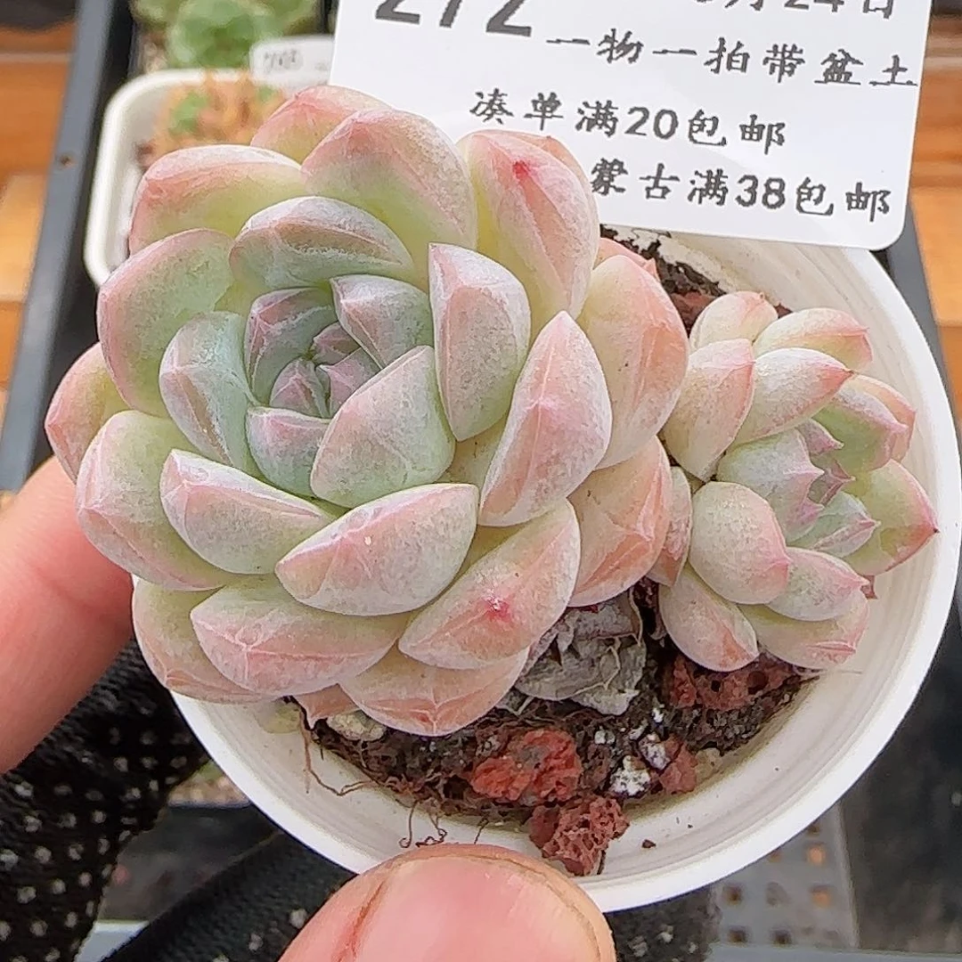 多肉0624-272白桃汽水