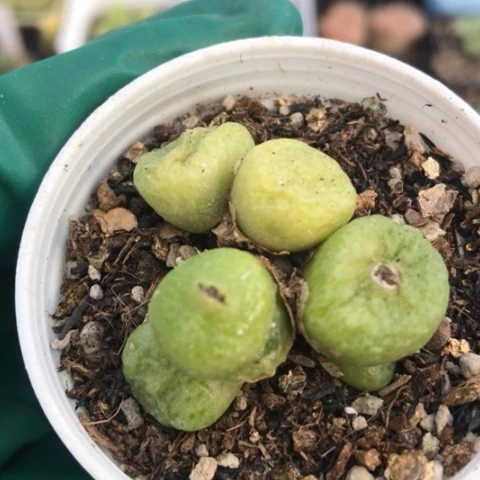 多肉肉锥 6头 青团