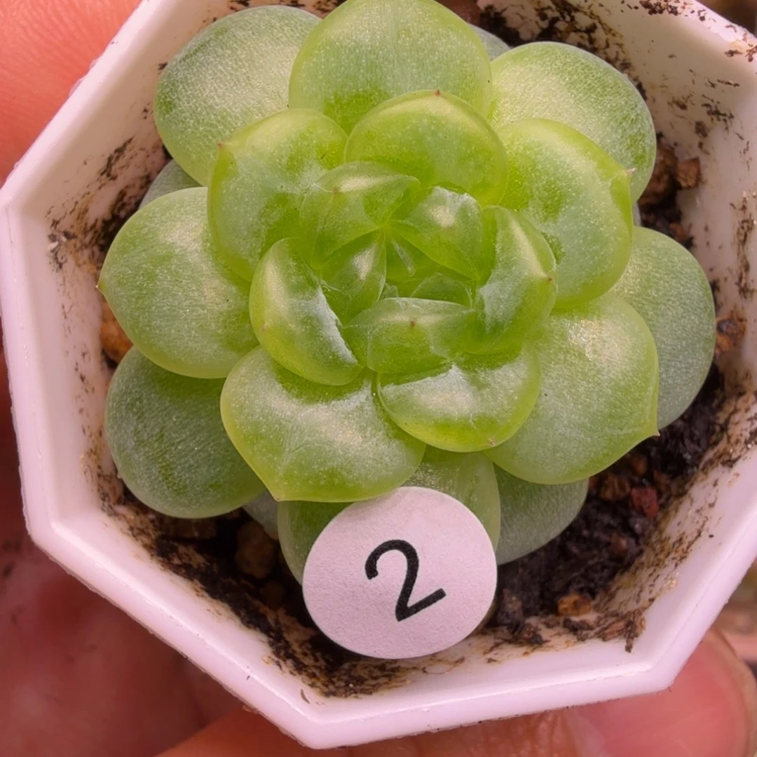 草***r2号青橘多肉一物一拍