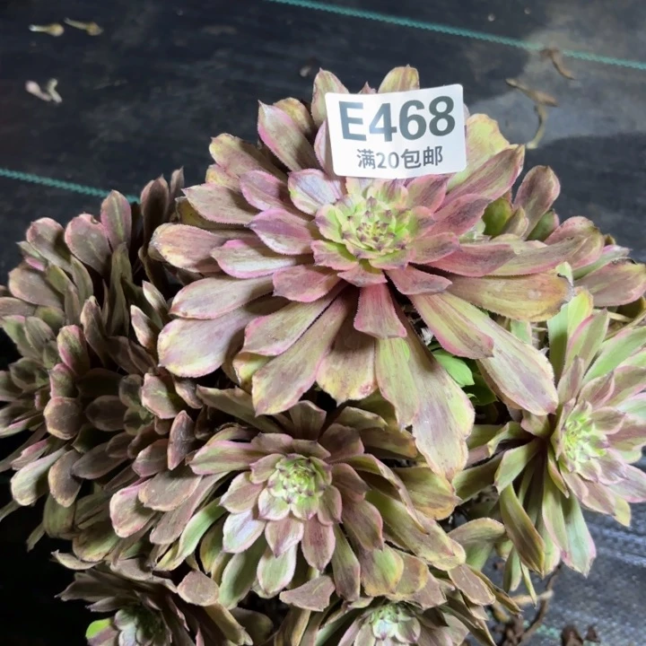 瑞妈一物一拍468