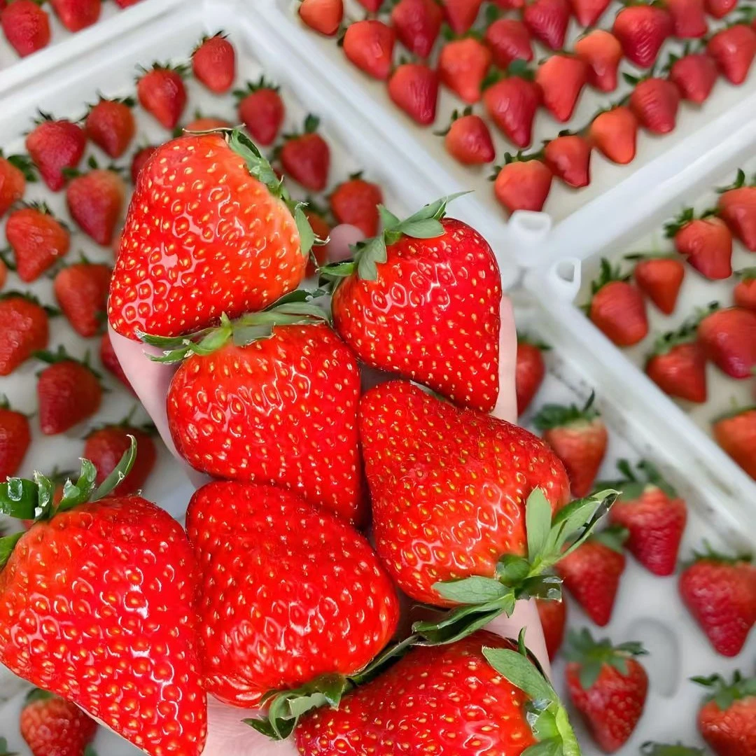 (同城配送) 牛奶草莓  8甜1酸1奶香