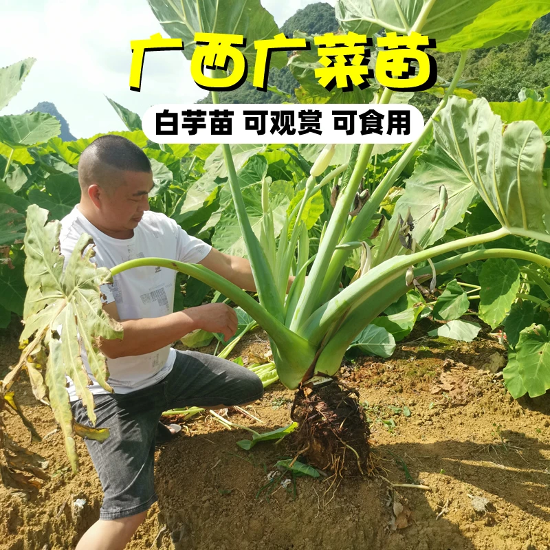 广西广菜白芋菜新鲜芋苗芋荷芋梗白玉苗蔬菜可种植观赏可食用晒干