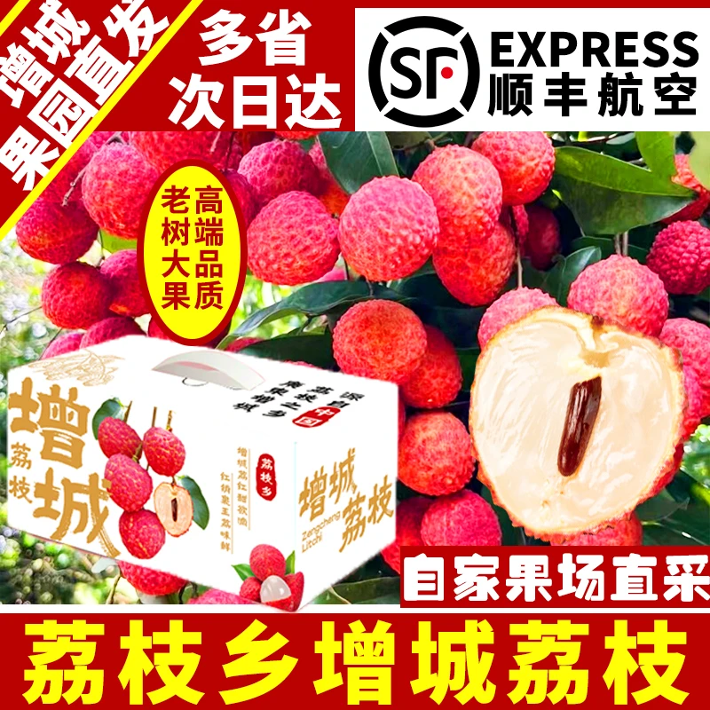 【荔枝明星】正宗增城桂味荔枝产地新鲜现摘王桂味荔枝桂花香10礼盒