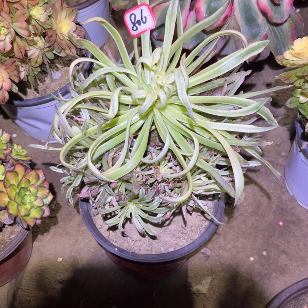 806多肉植物金丝菊