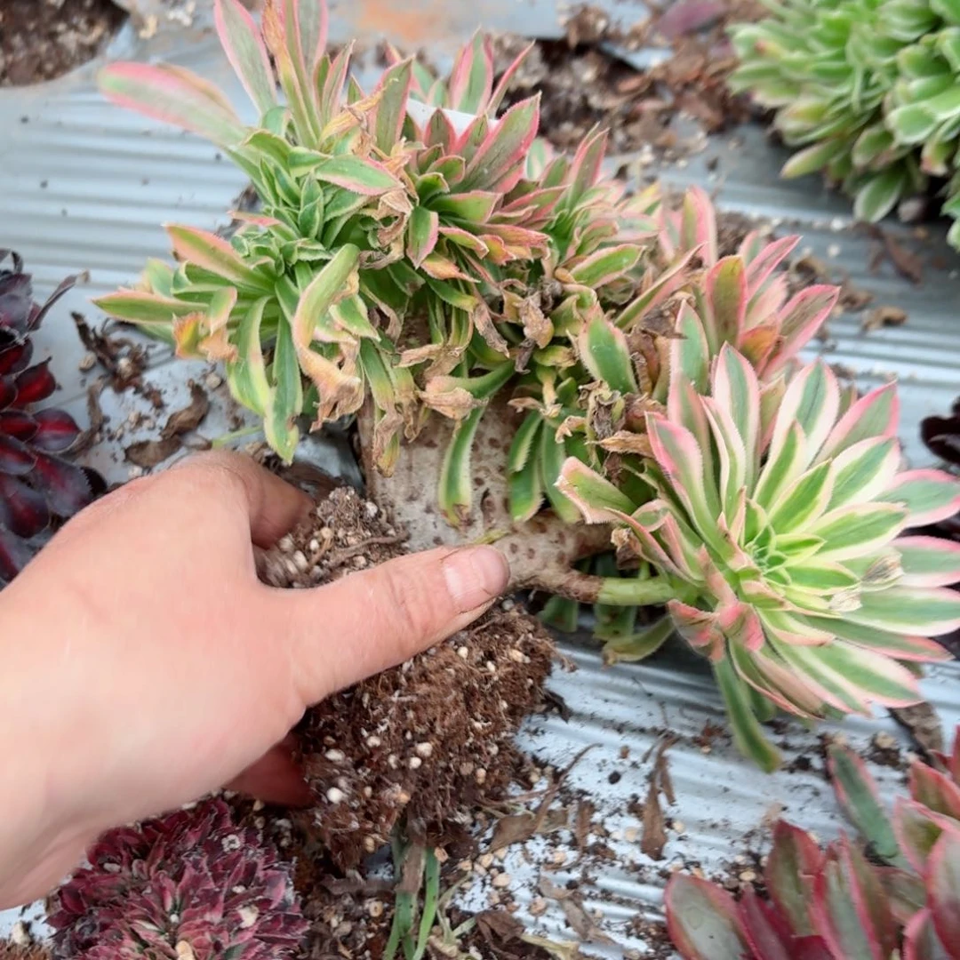 我8134号多肉法师特价