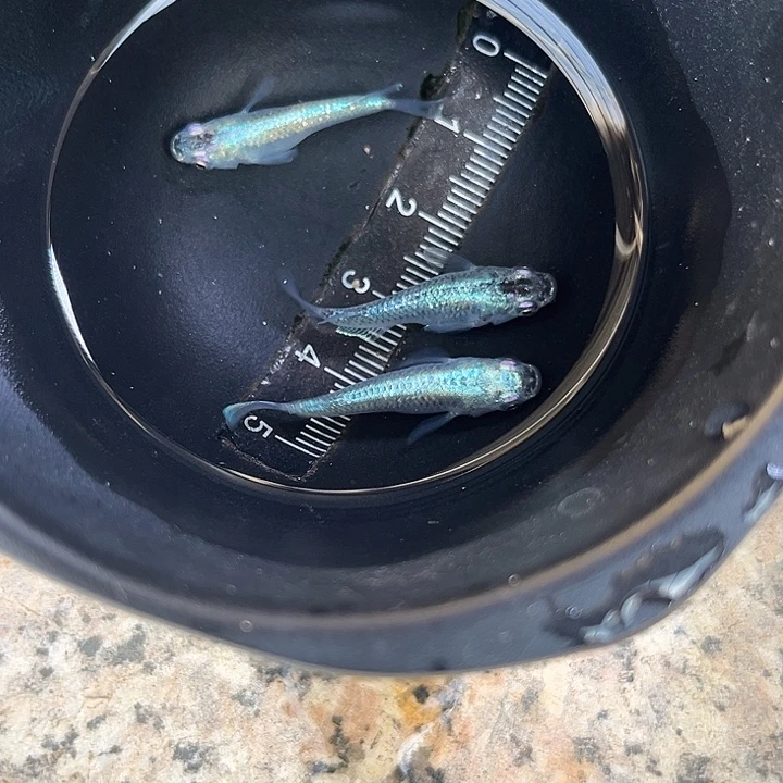 青鳉鱼绿光3条3条