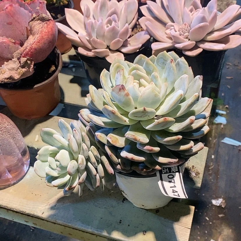 【闪购商品】橙梦露07147