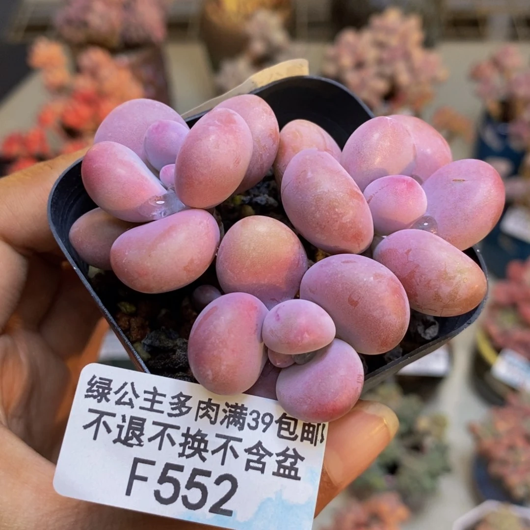 552腰子桃蛋多肉4cm