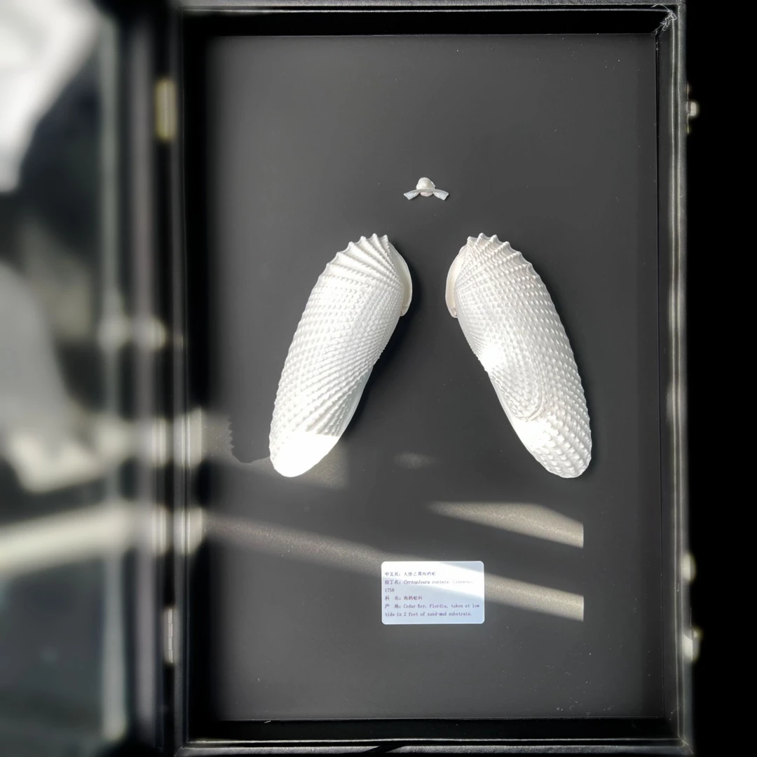 【天使之翼海鸥蛤】10-11cm （礼盒款）完整！贝壳