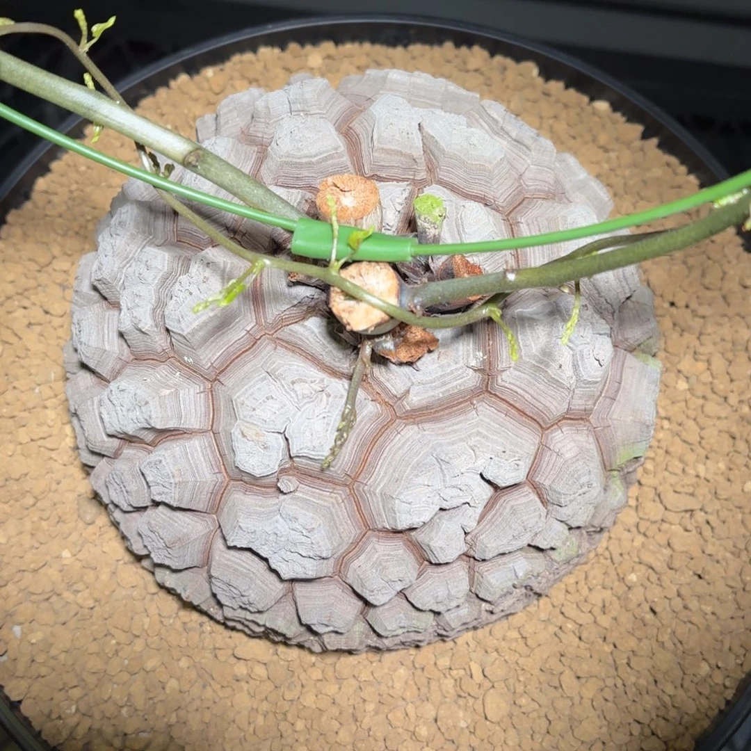 4801号龟甲龙带盆包邮16+尺寸