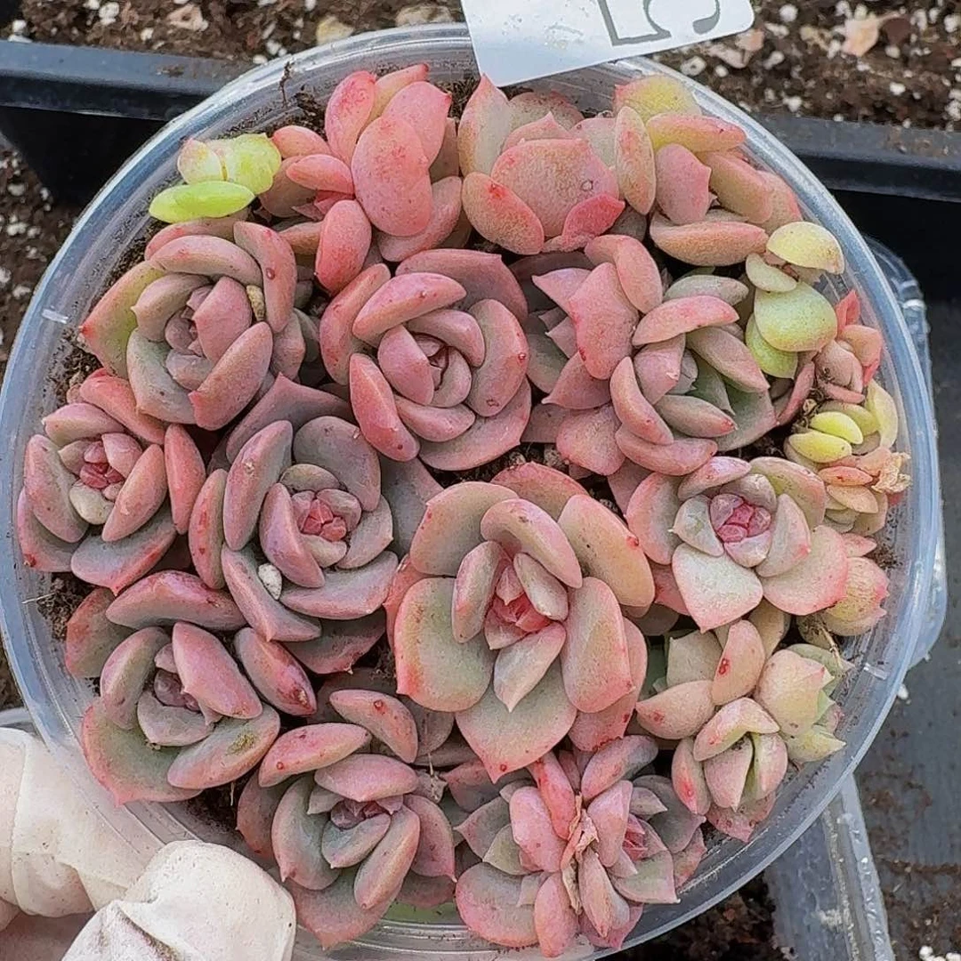 多肉植物多肉植物589