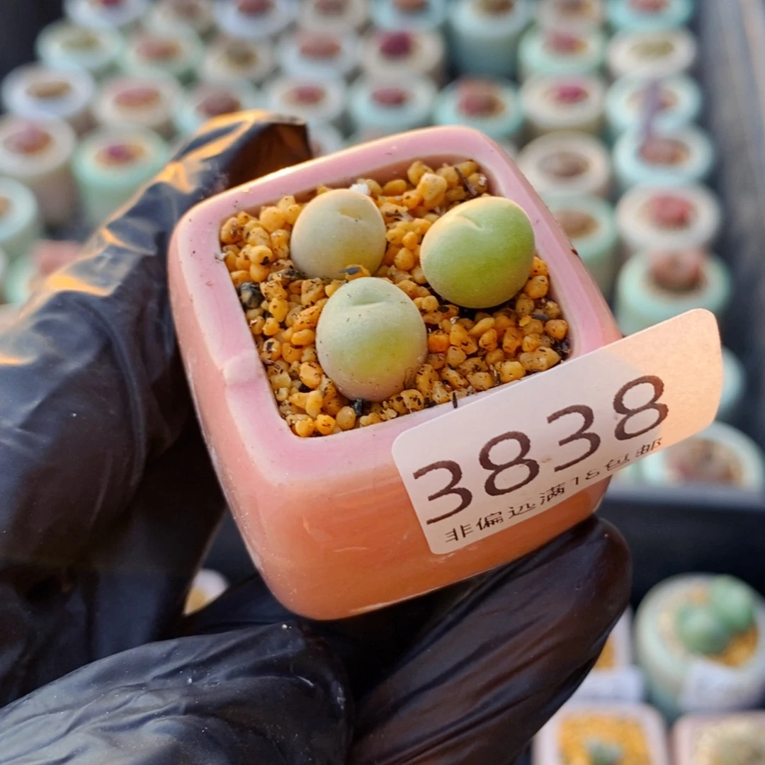 3838-一物一拍 带盆