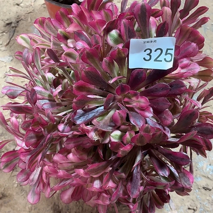 325号一物一拍红铜白一棵