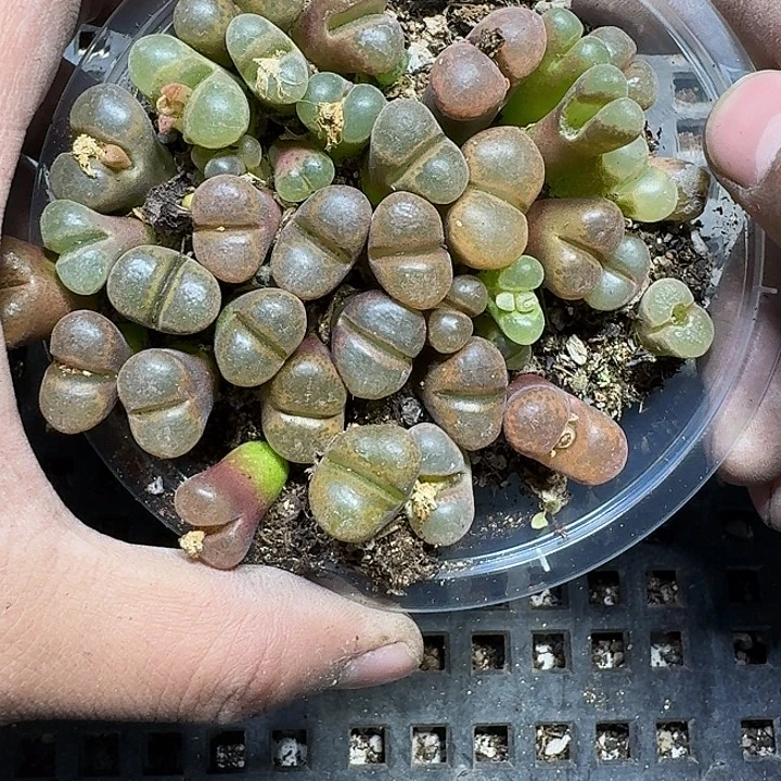 277 多肉植物多肉植物