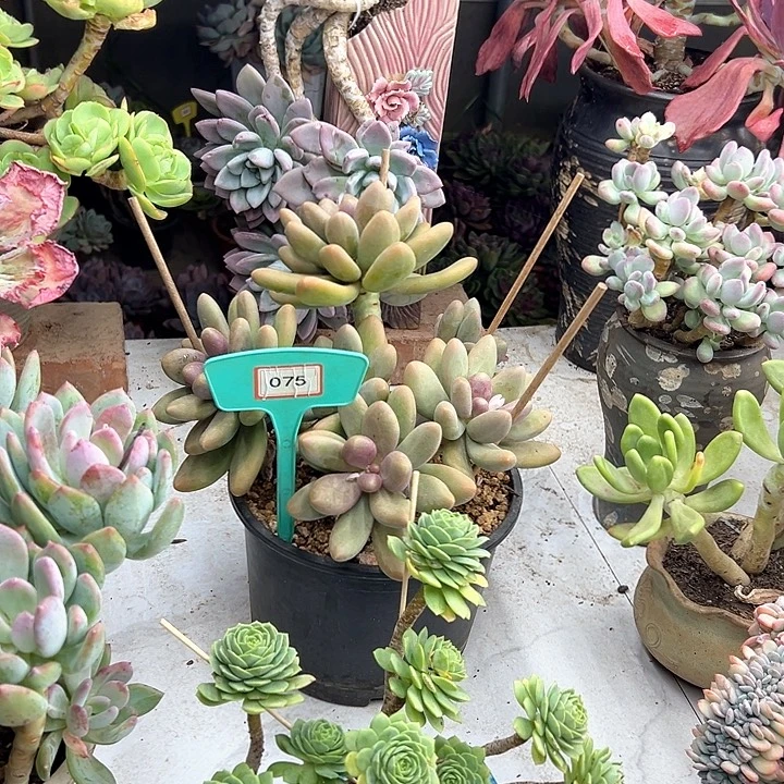 *****糖果多肉植物提取075