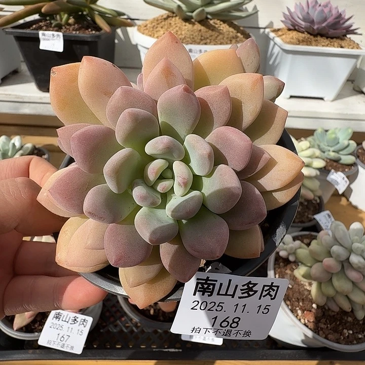 不知名1111115-168