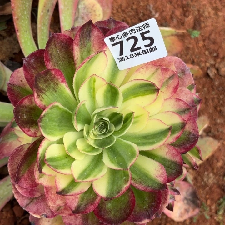 725海王捧花掌心多肉法师锦不包侧枝断