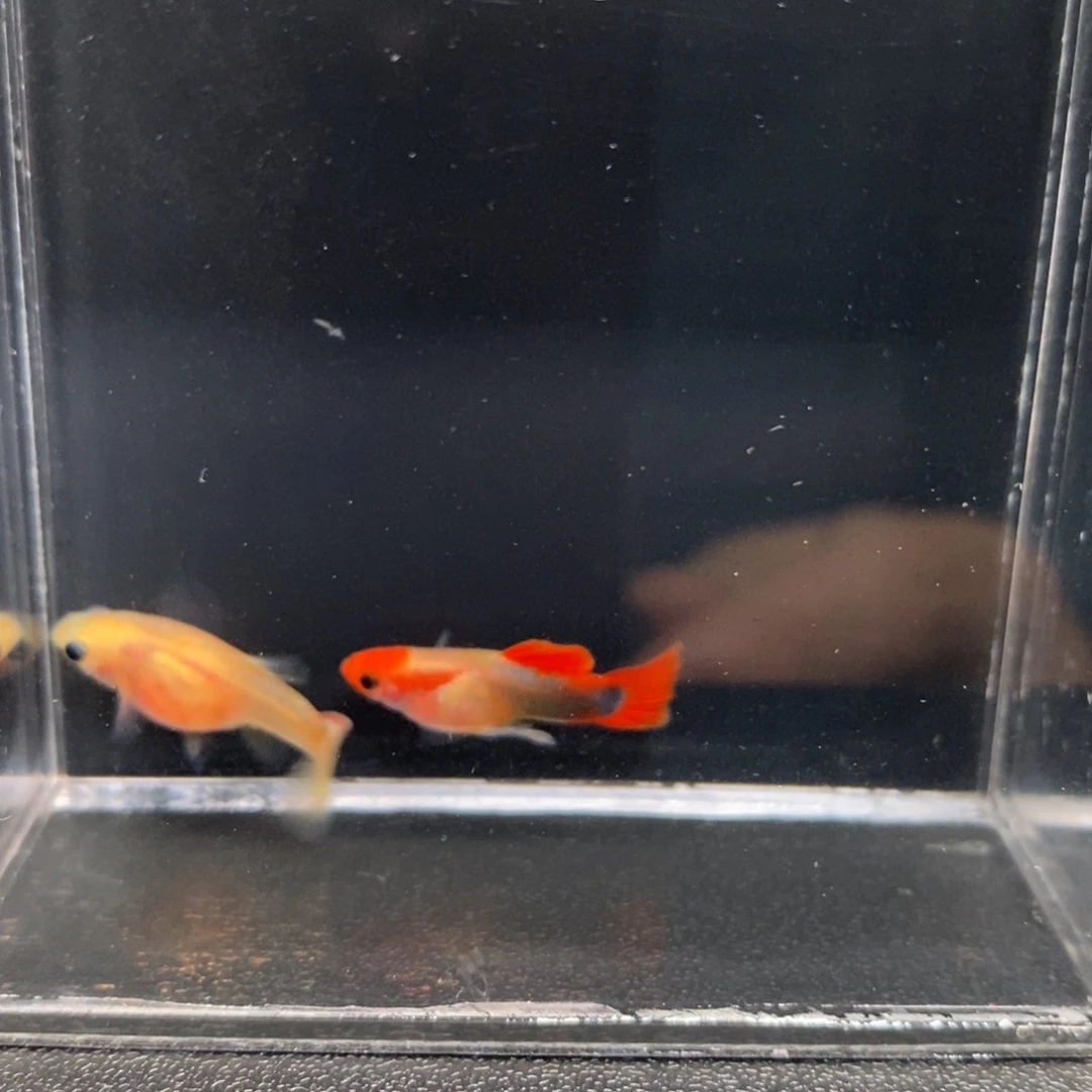 孔雀鱼红头黄肉礼服玻璃猫一对