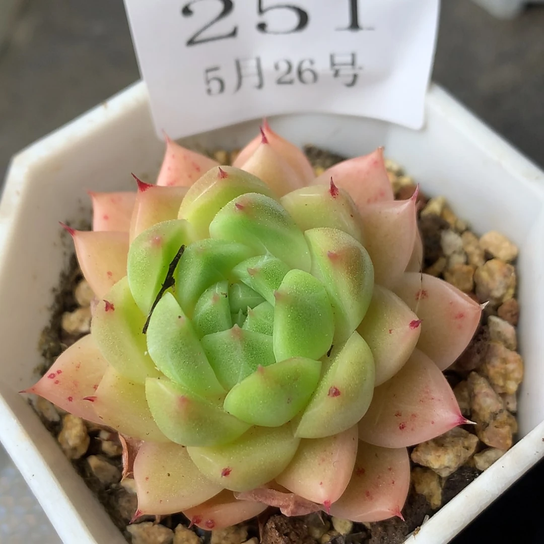 【闪购商品】云251号