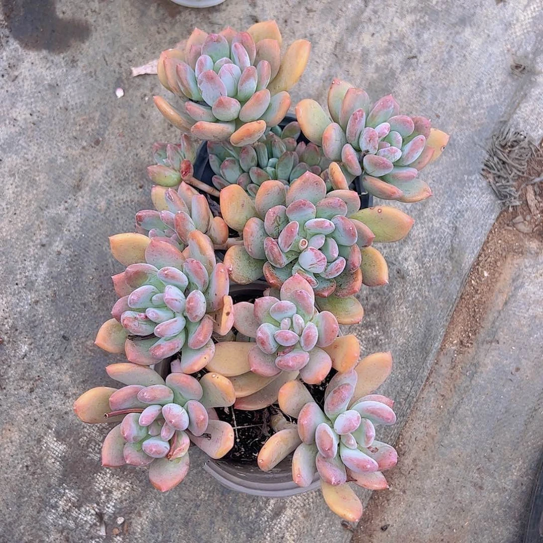 灰姑娘多头精品二盆