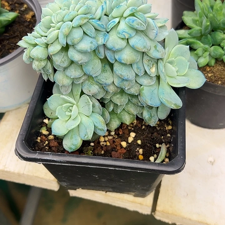 心***泉劳林缀小缀一物一拍