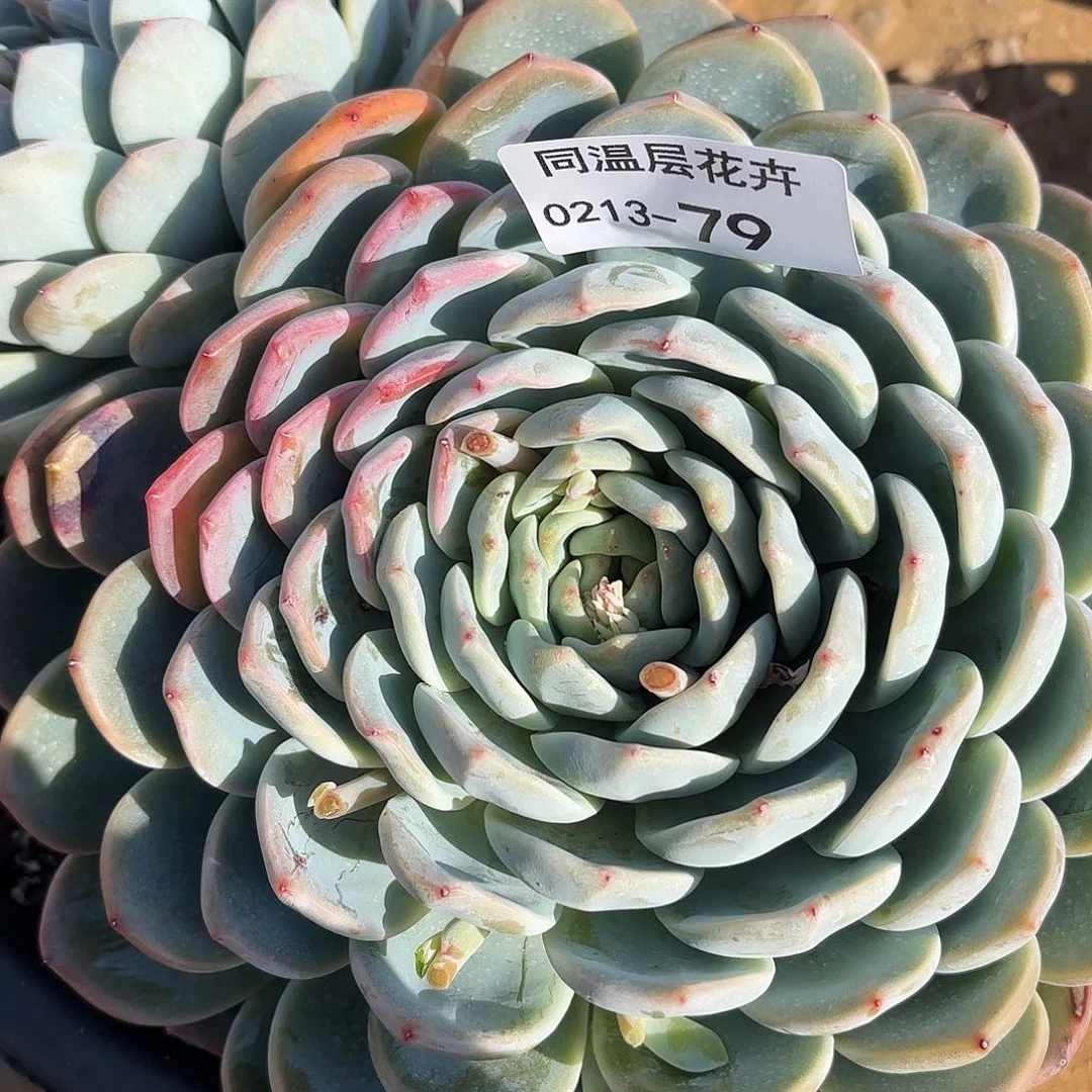 同温层多肉79冰玉