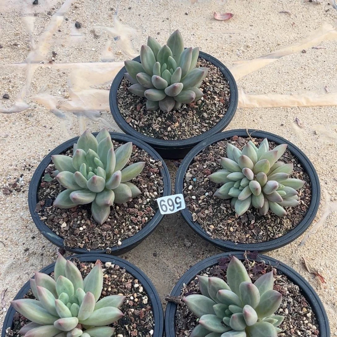 多肉植物水晶球569五颗