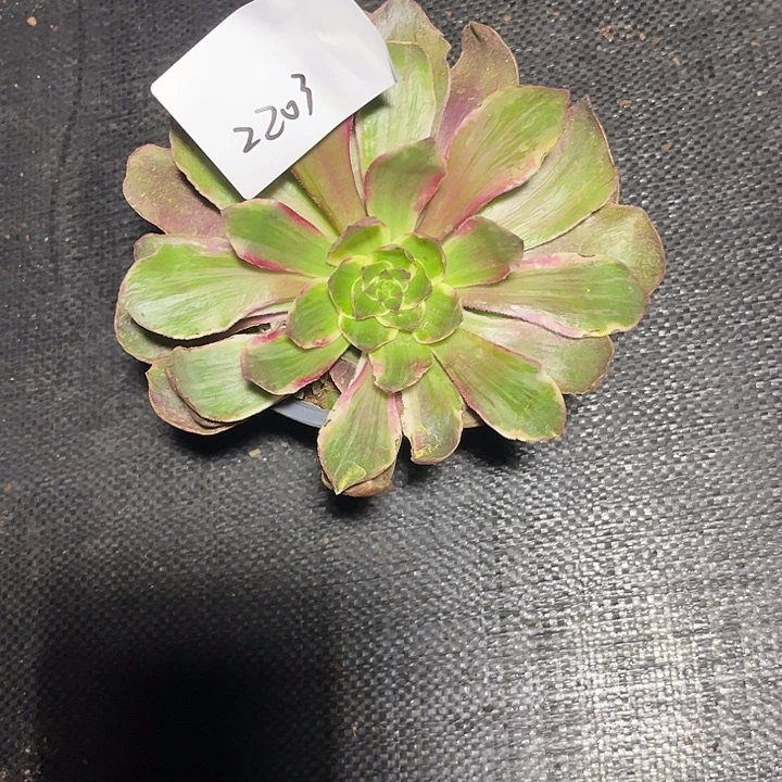 恶魔之眼多肉植物2203