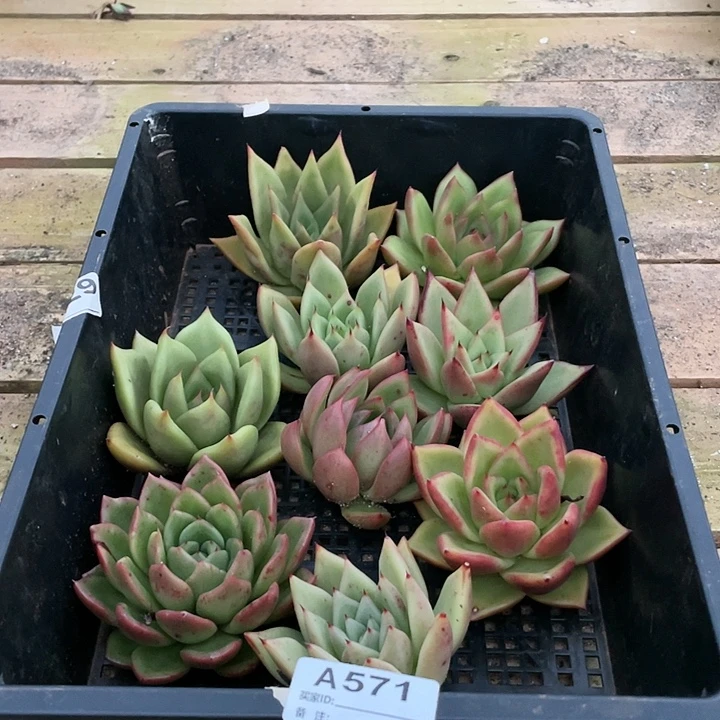 若如东云筐拍A571