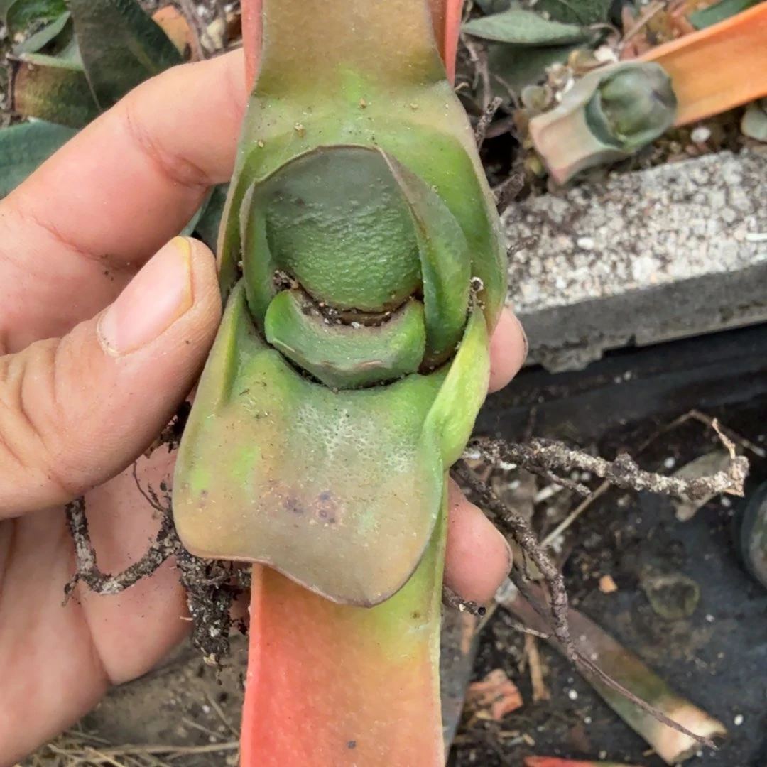 举*高多肉植物多肉植物