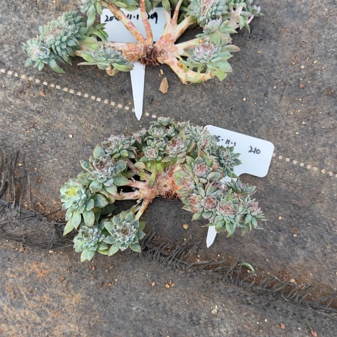 2025-10-31秘境冰魄树缀210