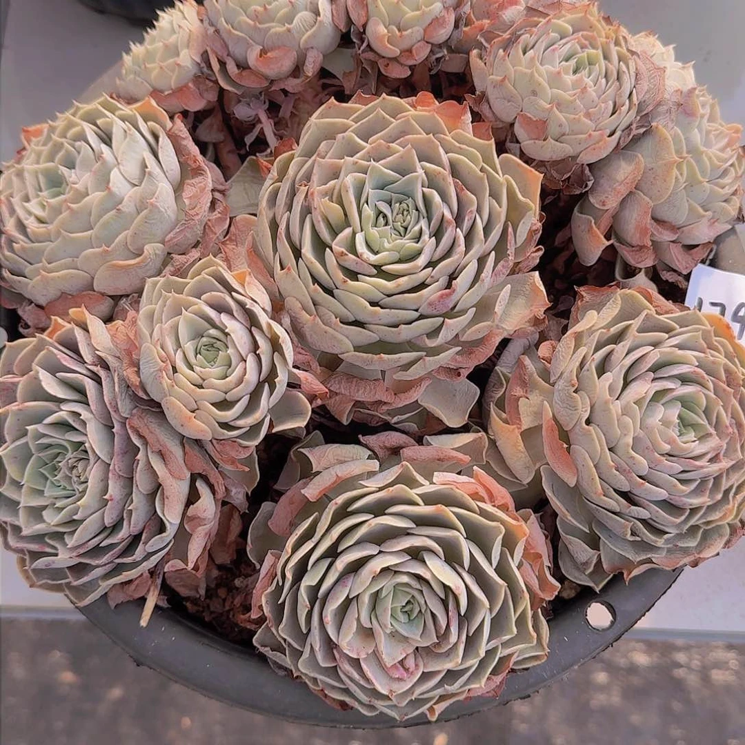 L**y1799天赐多肉植物