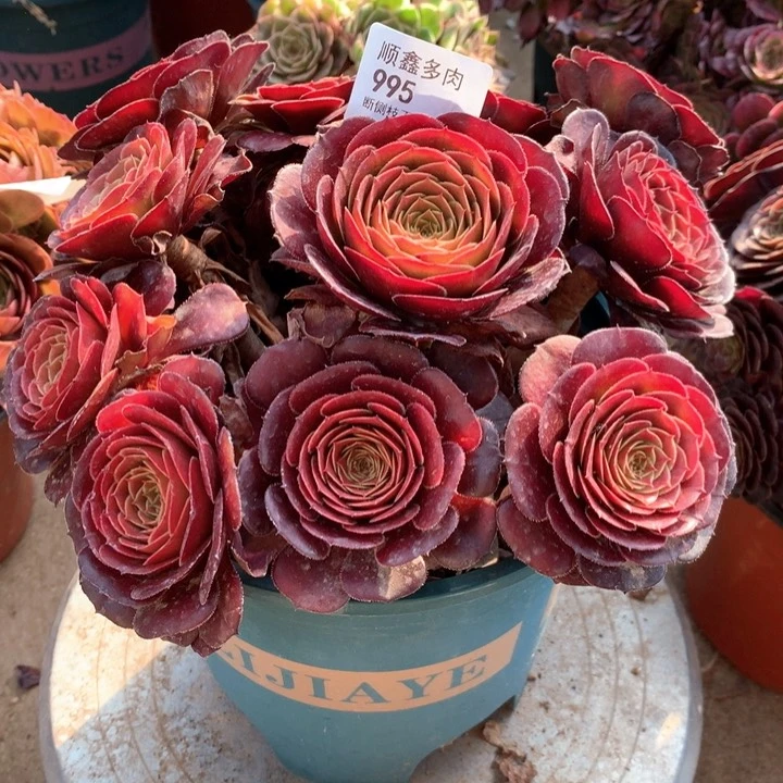 995黑萝莉多肉植物特价不售后