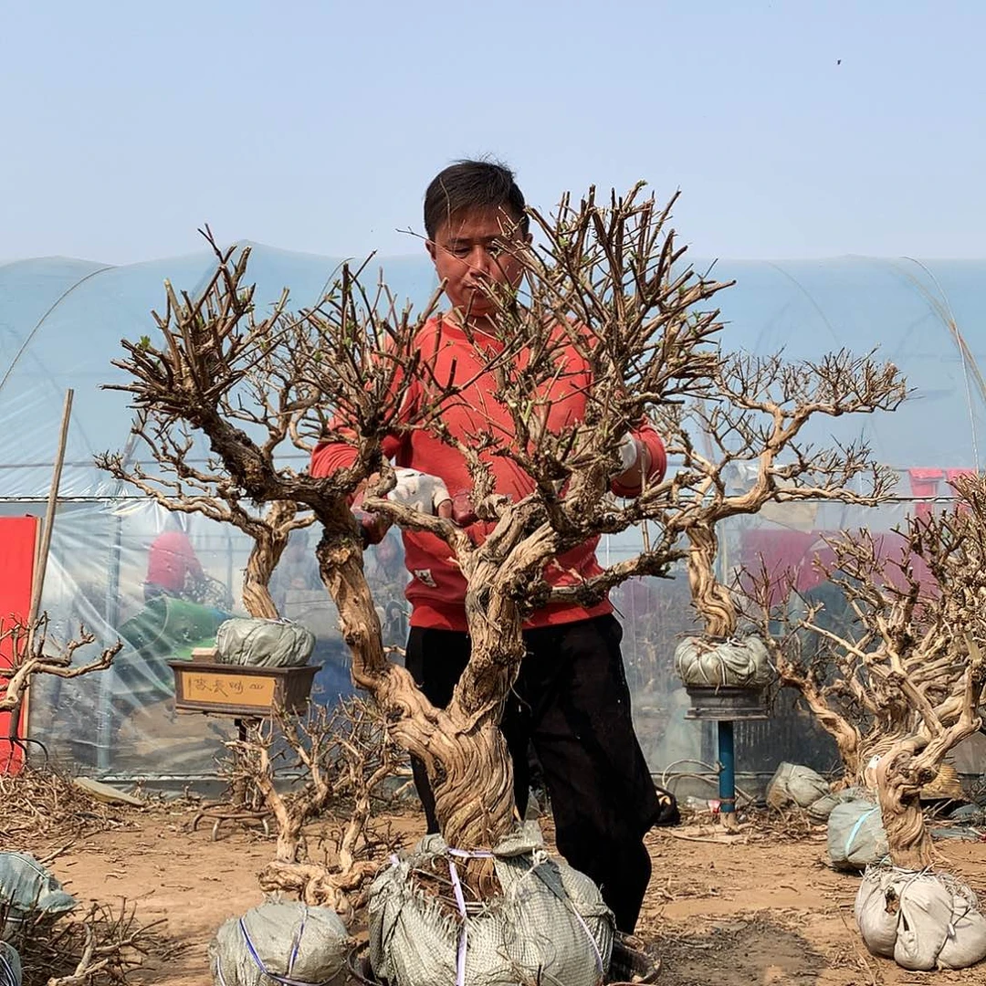 金银花000000000005