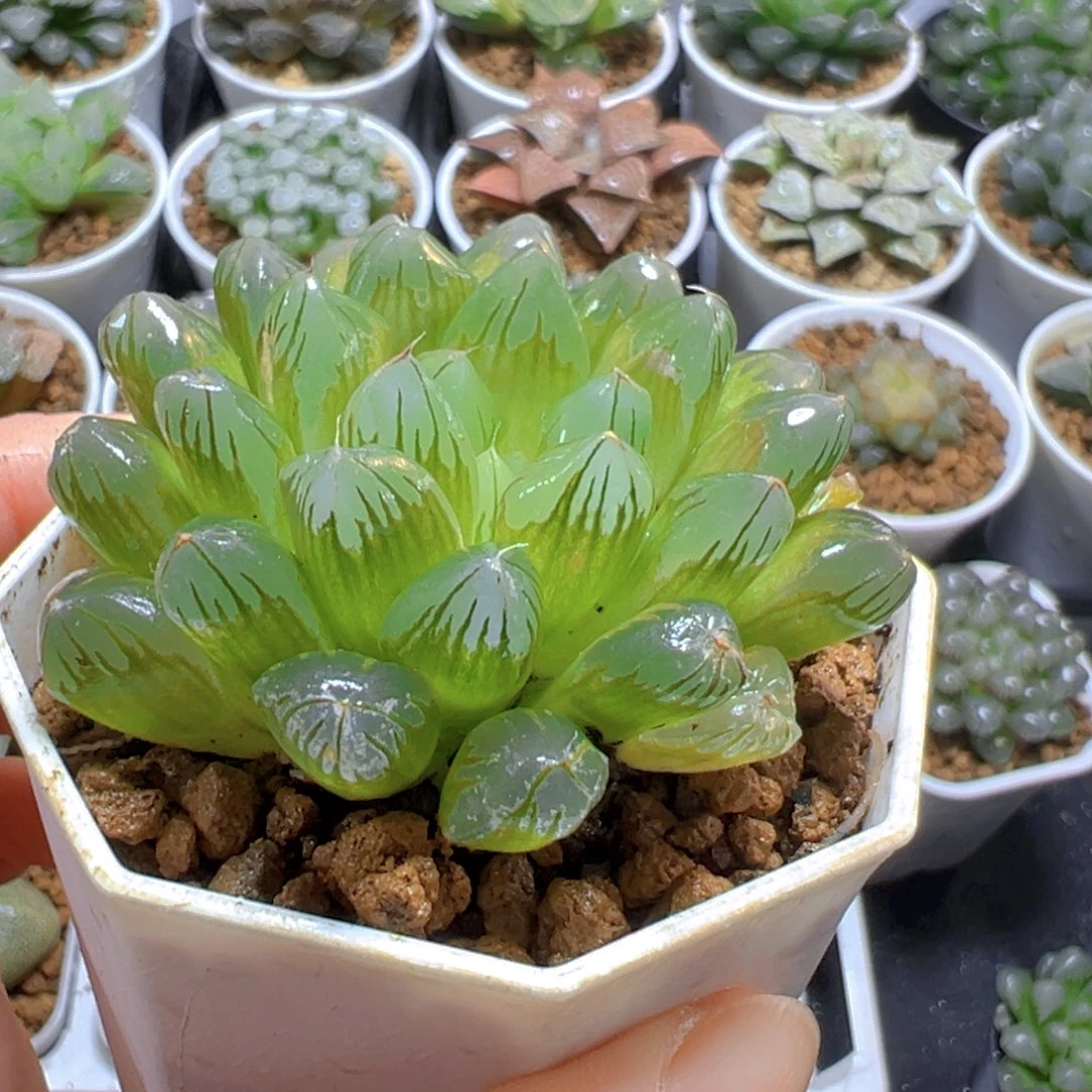 红丝玉露多肉多肉多肉